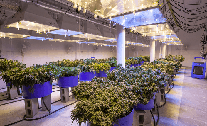 Cannabis Plant 1 2