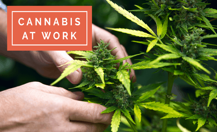 Cannabis2 1